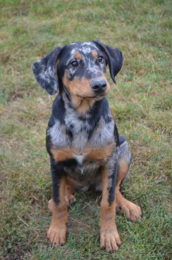 Saphira Des Terres De Cléau