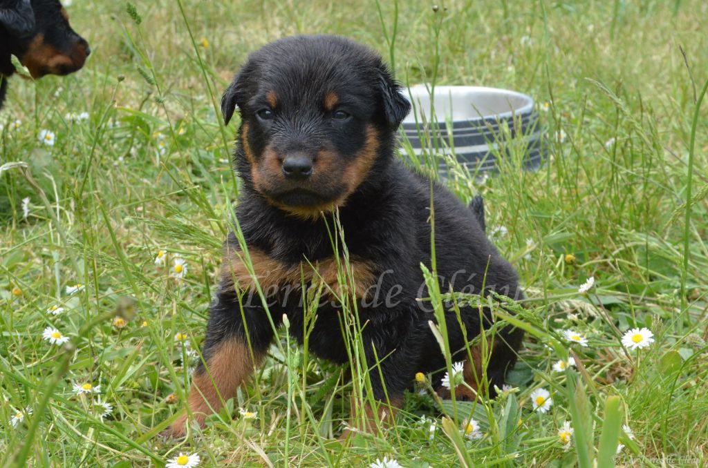 Des Terres De Cléau - Chiots disponibles - Berger de Beauce