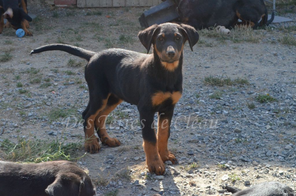 Des Terres De Cléau - Chiots disponibles - Berger de Beauce