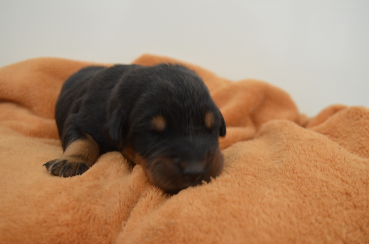 Des Terres De Cléau - Chiots disponibles - Berger de Beauce