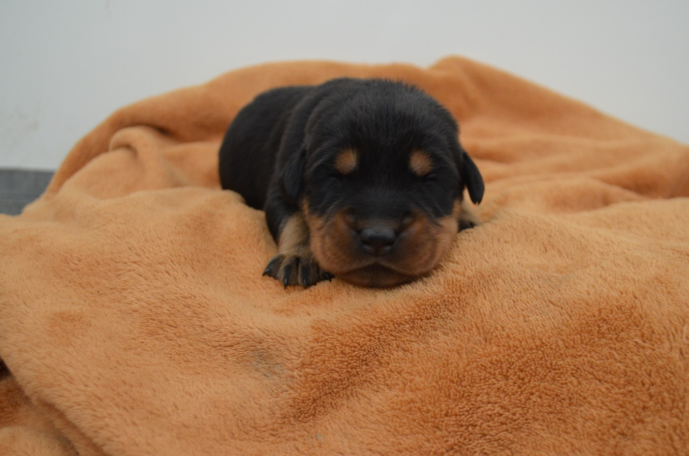 Des Terres De Cléau - Chiots disponibles - Berger de Beauce