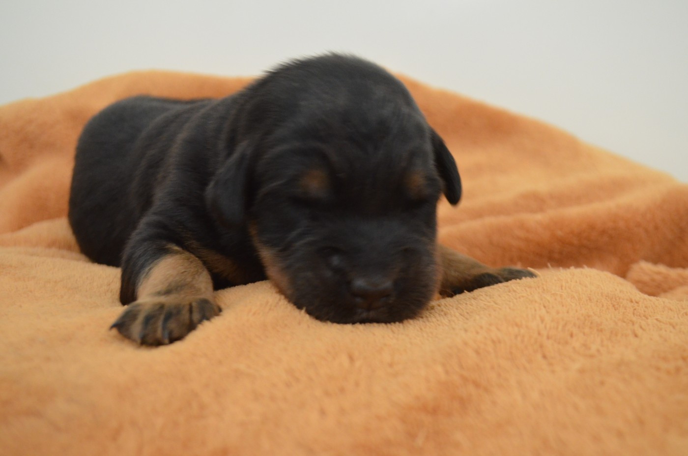 Des Terres De Cléau - Chiots disponibles - Berger de Beauce