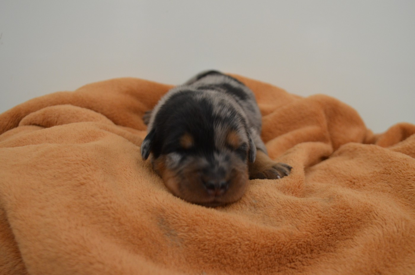 Des Terres De Cléau - Chiots disponibles - Berger de Beauce