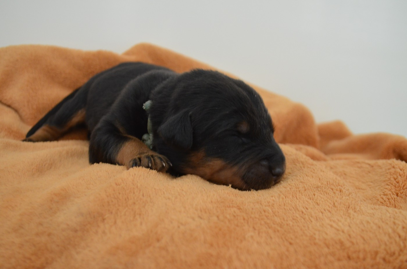 Des Terres De Cléau - Chiots disponibles - Berger de Beauce