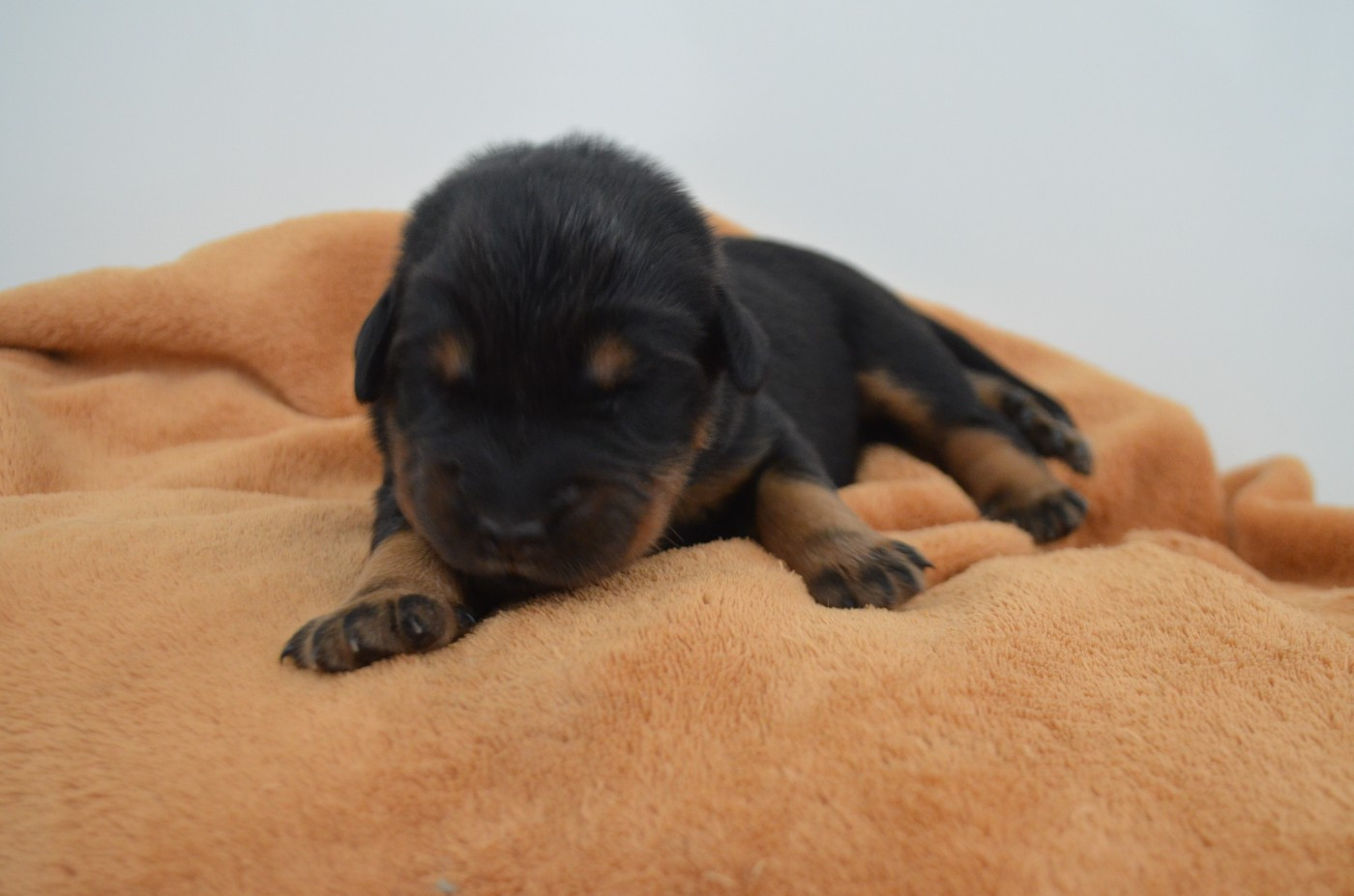 Des Terres De Cléau - Chiots disponibles - Berger de Beauce