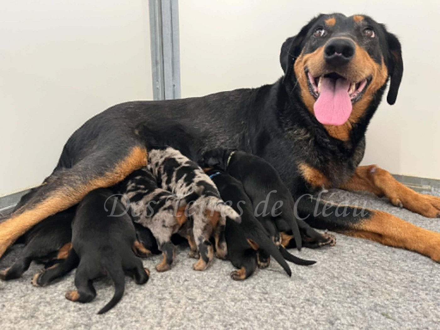 Chiot Berger de Beauce Des Terres De Cléau