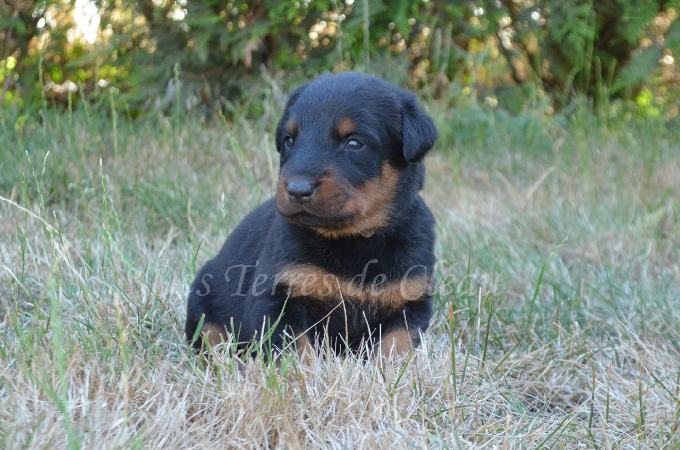 Des Terres De Cléau - Chiots disponibles - Berger de Beauce