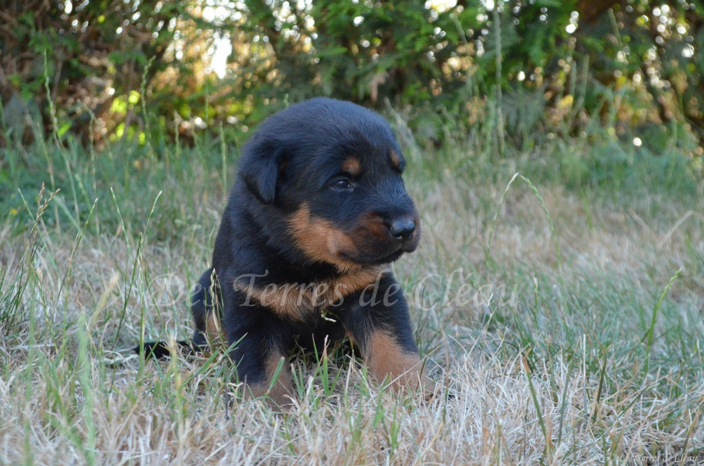 Des Terres De Cléau - Chiots disponibles - Berger de Beauce