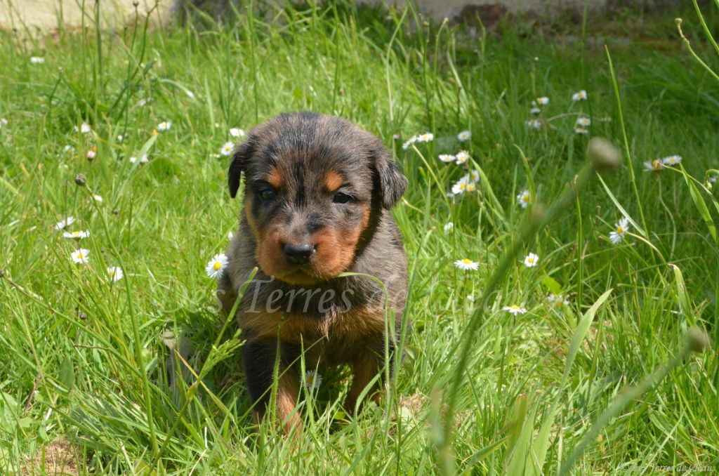 Des Terres De Cléau - Chiots disponibles - Berger de Beauce