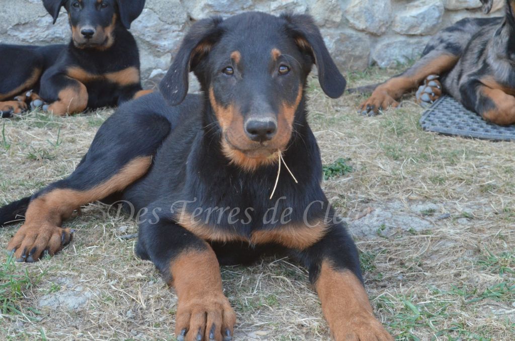 Des Terres De Cléau - Chiots disponibles - Berger de Beauce