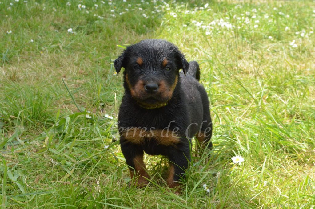 Des Terres De Cléau - Chiots disponibles - Berger de Beauce
