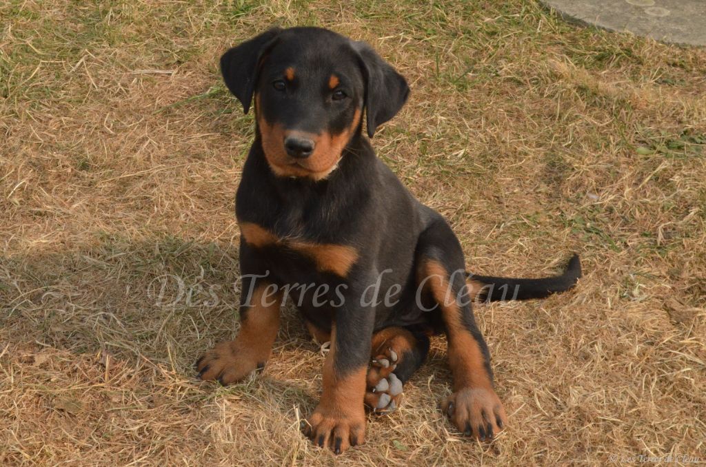 Des Terres De Cléau - Chiots disponibles - Berger de Beauce