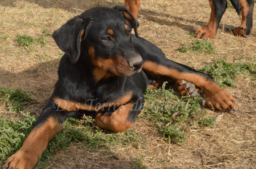 Des Terres De Cléau - Chiots disponibles - Berger de Beauce