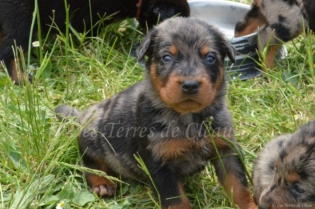 Des Terres De Cléau - Chiots disponibles - Berger de Beauce