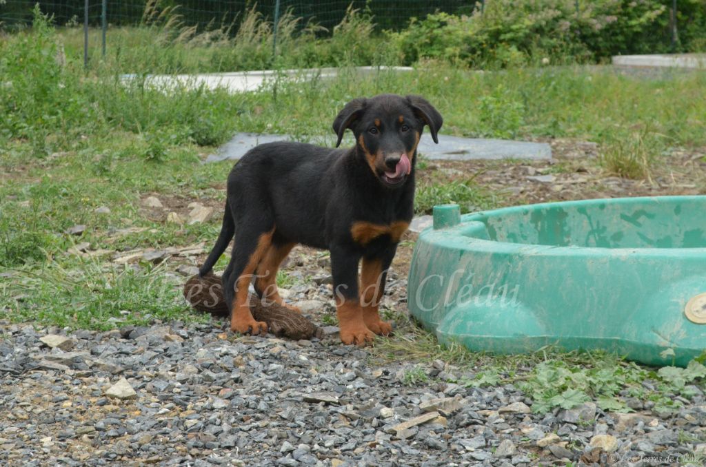 Des Terres De Cléau - Chiots disponibles - Berger de Beauce