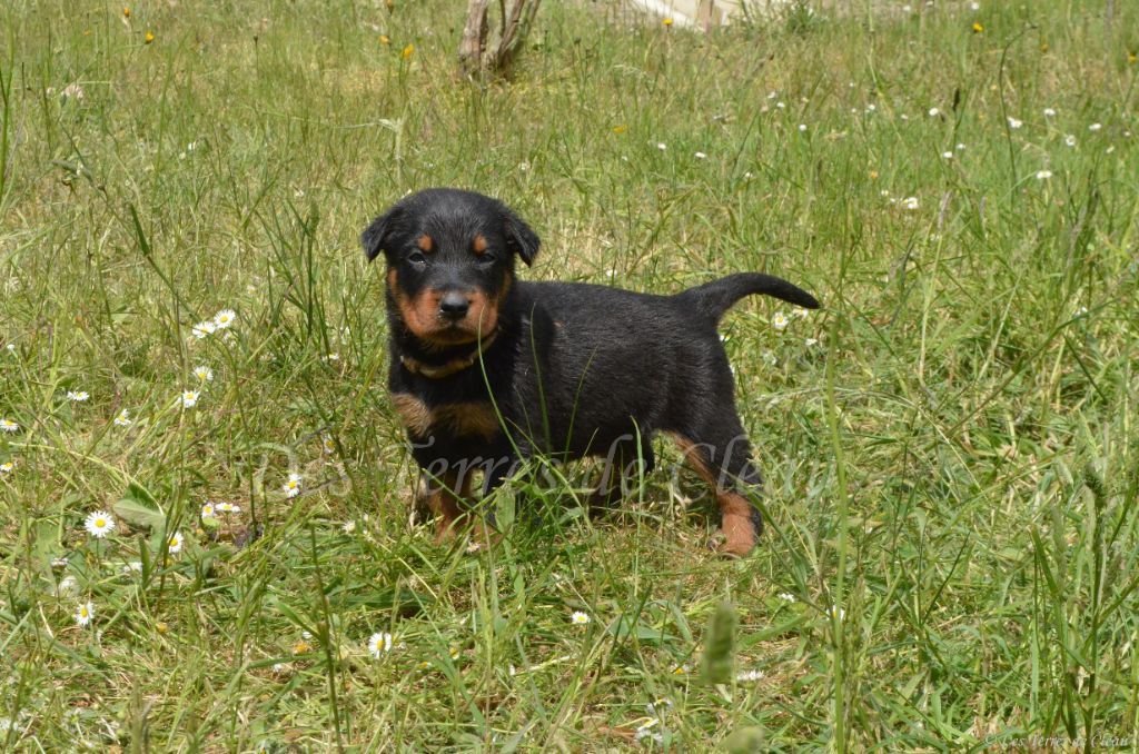 Des Terres De Cléau - Chiots disponibles - Berger de Beauce