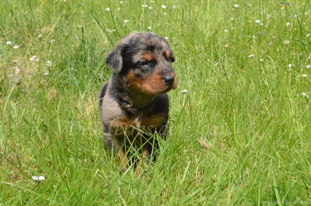 Des Terres De Cléau - Chiots disponibles - Berger de Beauce