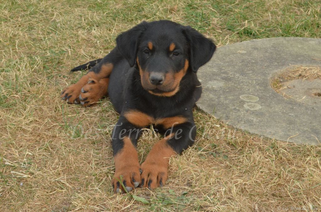 Des Terres De Cléau - Chiots disponibles - Berger de Beauce