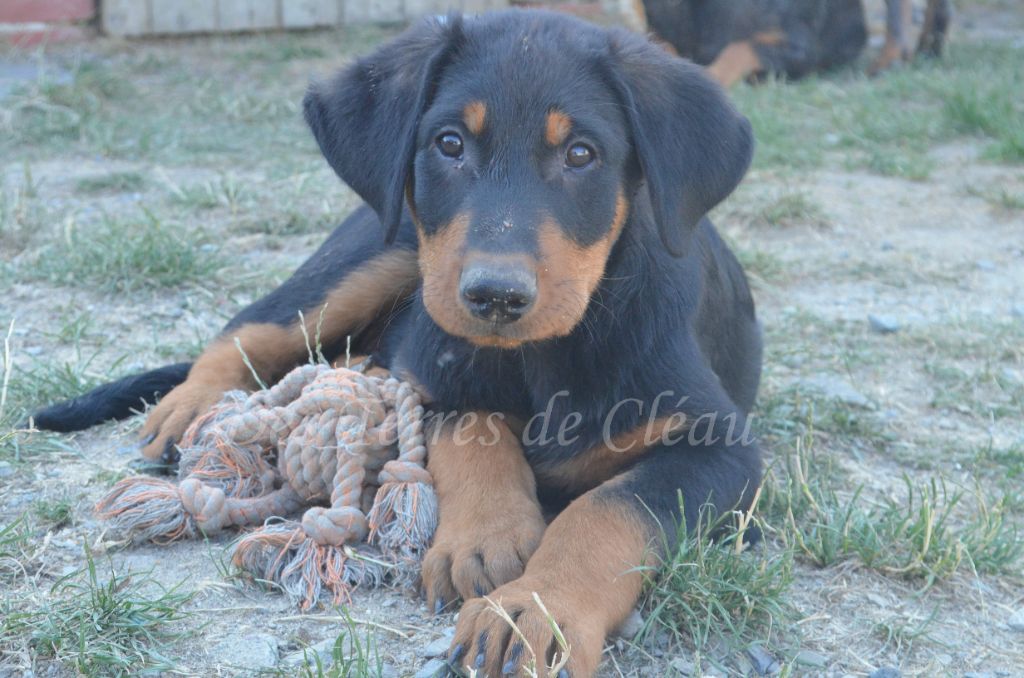 Des Terres De Cléau - Chiots disponibles - Berger de Beauce