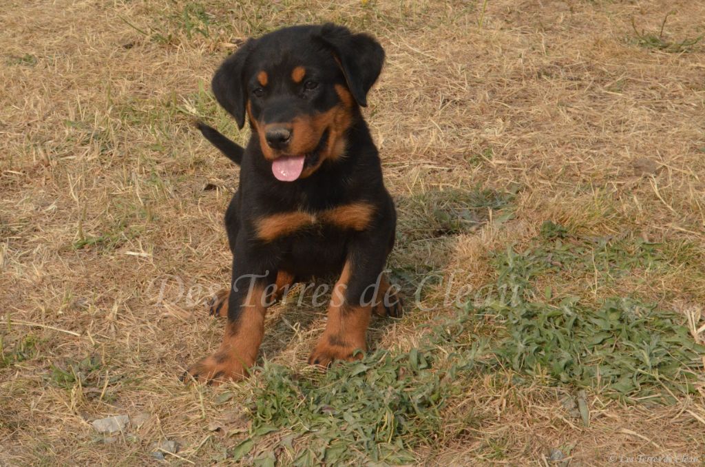 Des Terres De Cléau - Chiots disponibles - Berger de Beauce