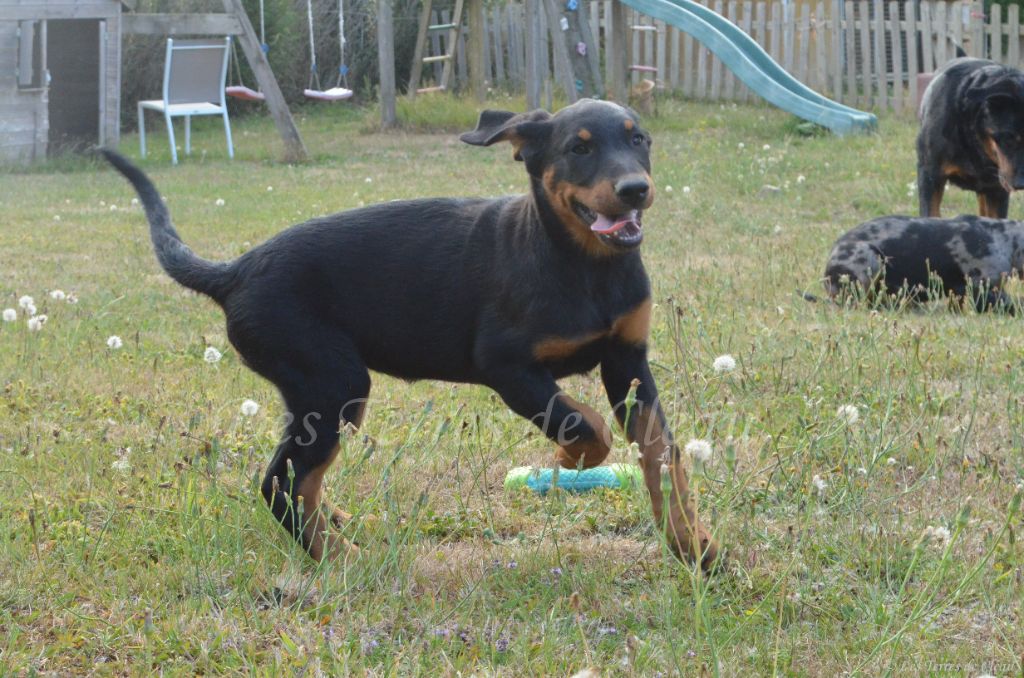 Des Terres De Cléau - Chiots disponibles - Berger de Beauce