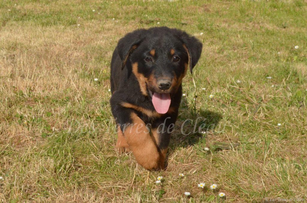 Des Terres De Cléau - Chiots disponibles - Berger de Beauce