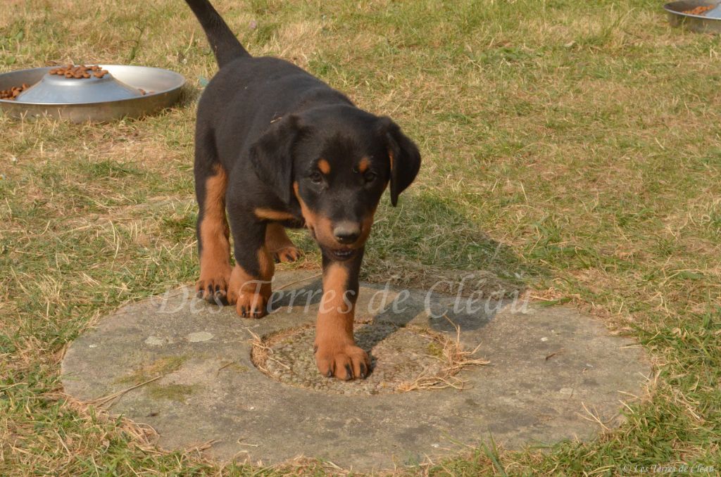 Des Terres De Cléau - Chiots disponibles - Berger de Beauce
