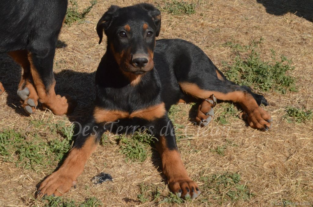 Des Terres De Cléau - Chiots disponibles - Berger de Beauce