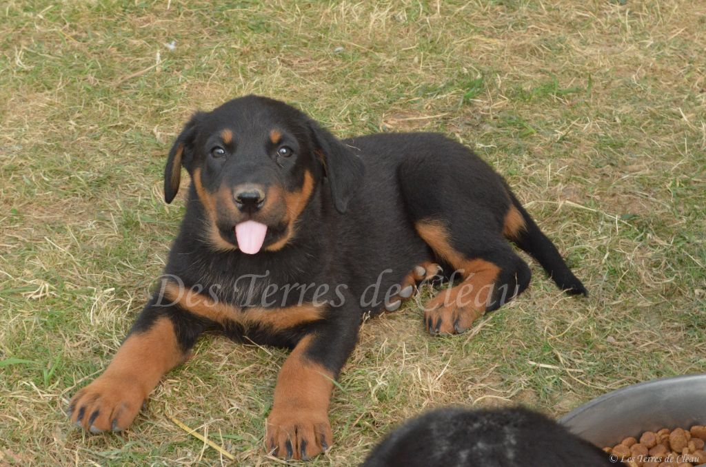 Des Terres De Cléau - Chiots disponibles - Berger de Beauce