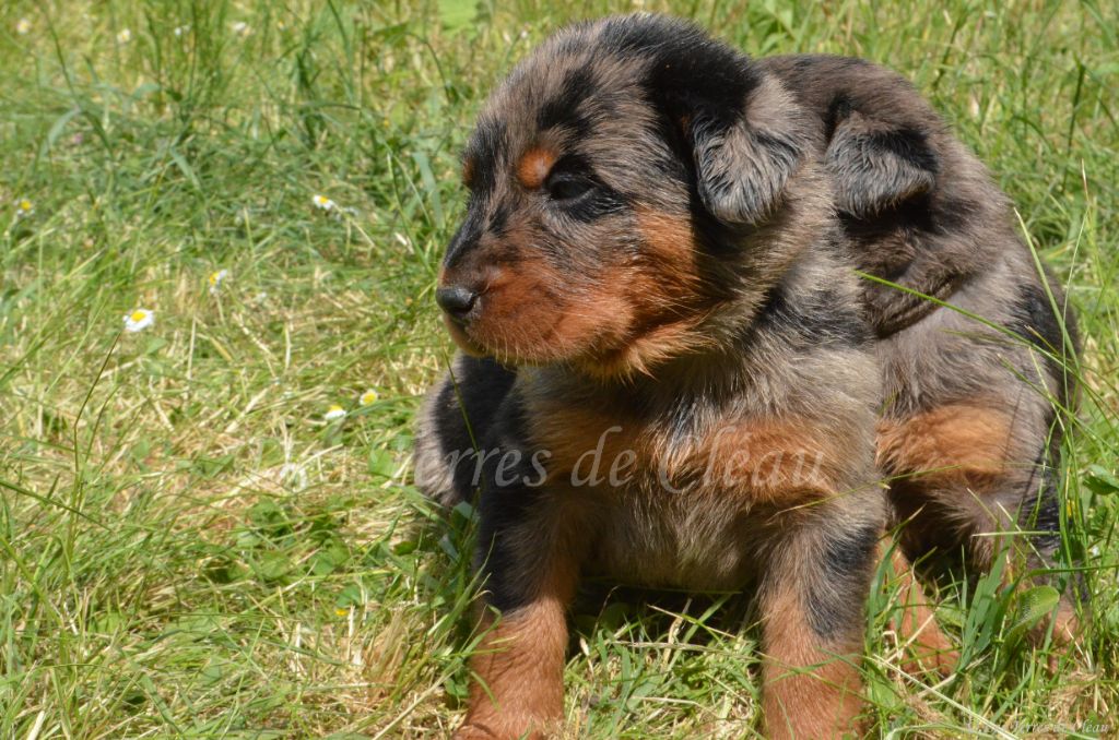 Des Terres De Cléau - Chiots disponibles - Berger de Beauce