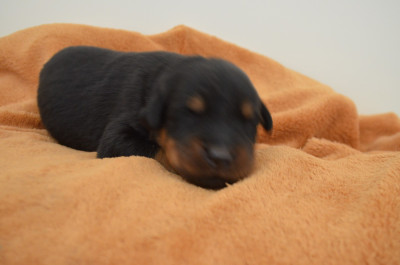 Biscuit (coller orange)
