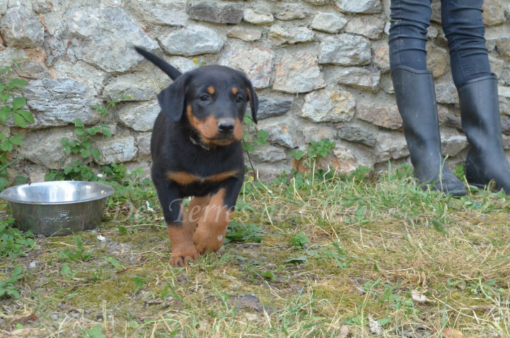 Des Terres De Cléau - Chiots disponibles - Berger de Beauce