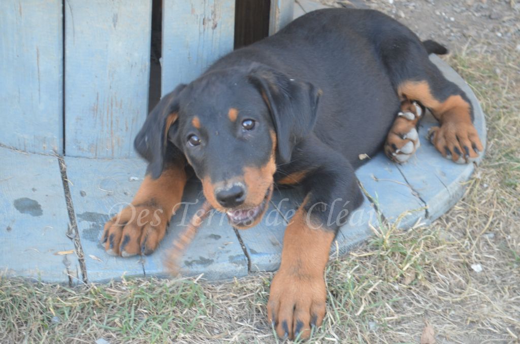 Des Terres De Cléau - Chiots disponibles - Berger de Beauce