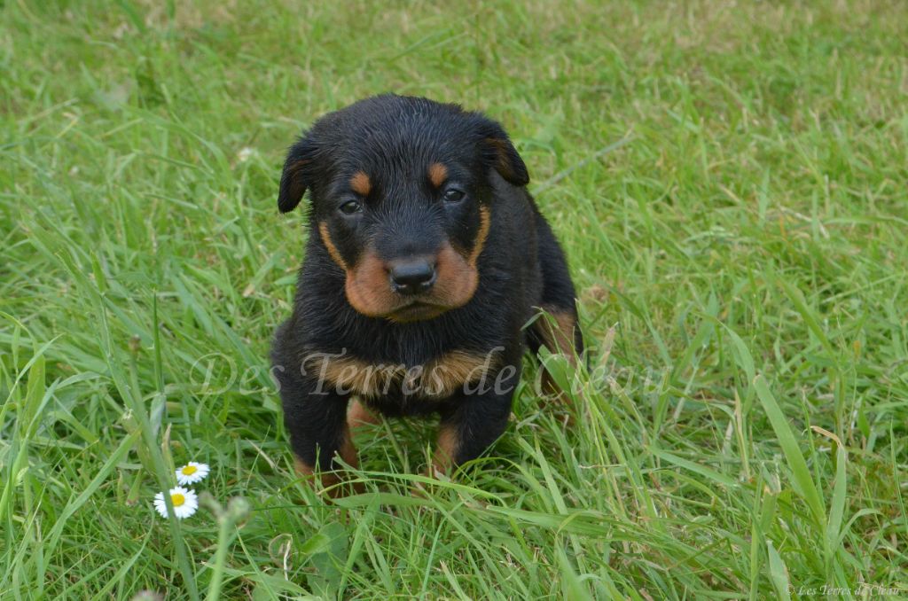 Des Terres De Cléau - Chiots disponibles - Berger de Beauce