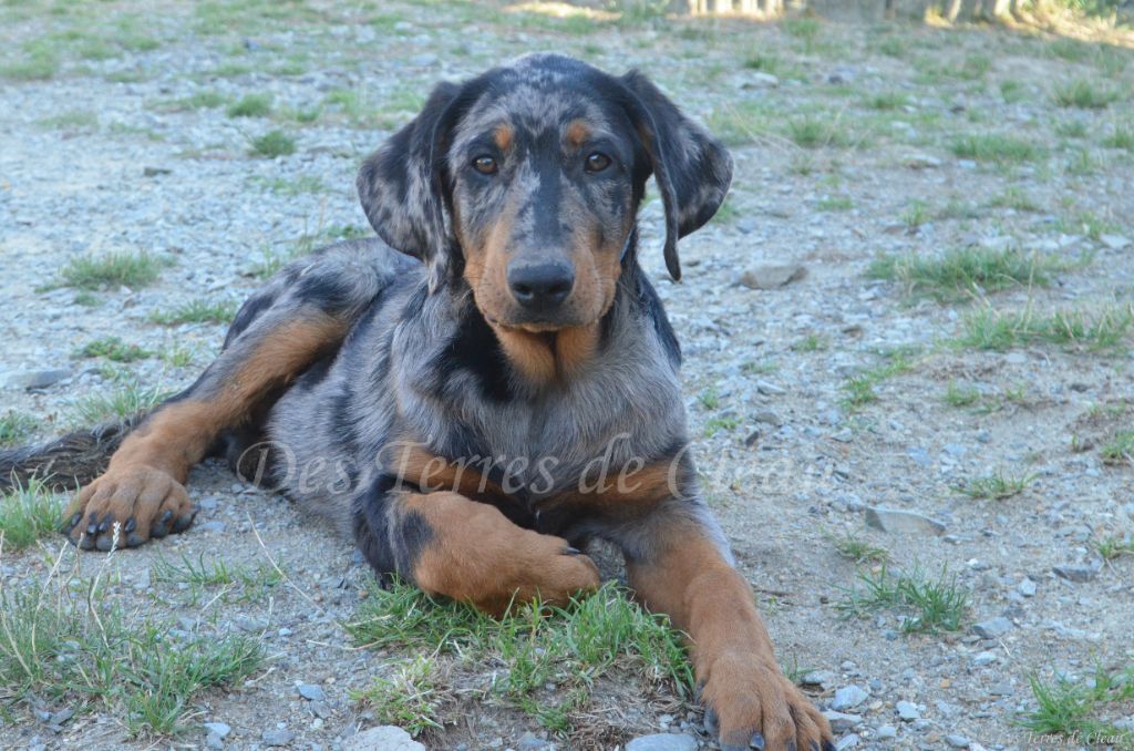 Des Terres De Cléau - Chiots disponibles - Berger de Beauce