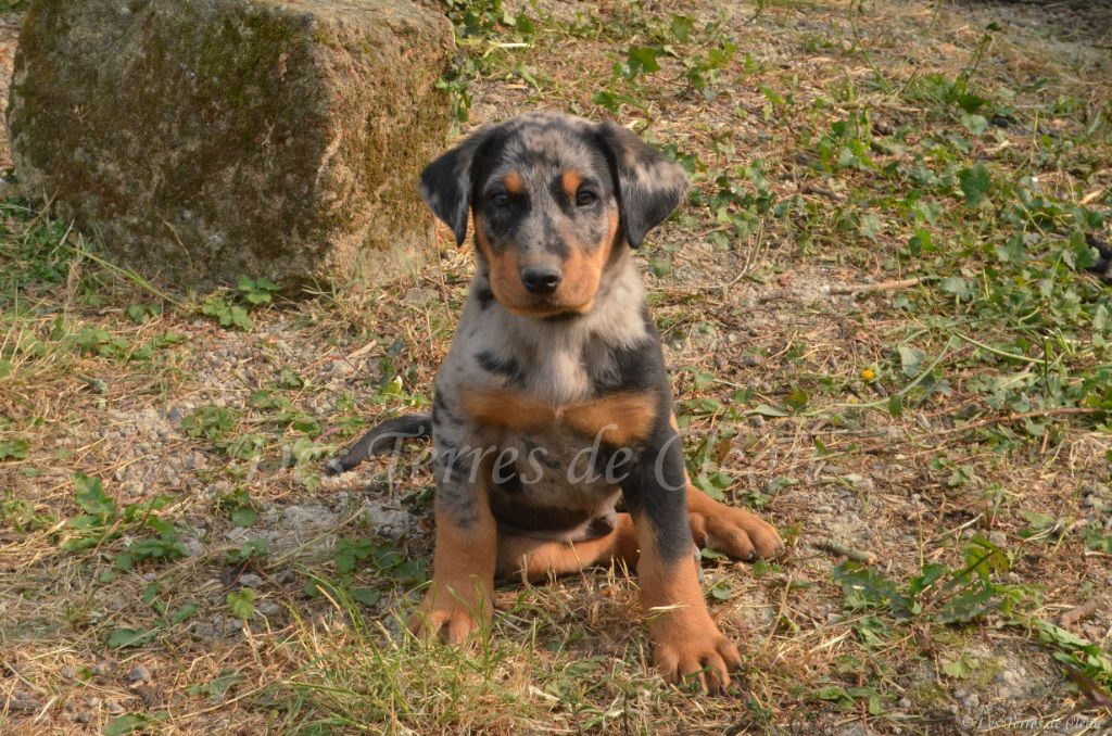 Des Terres De Cléau - Chiots disponibles - Berger de Beauce