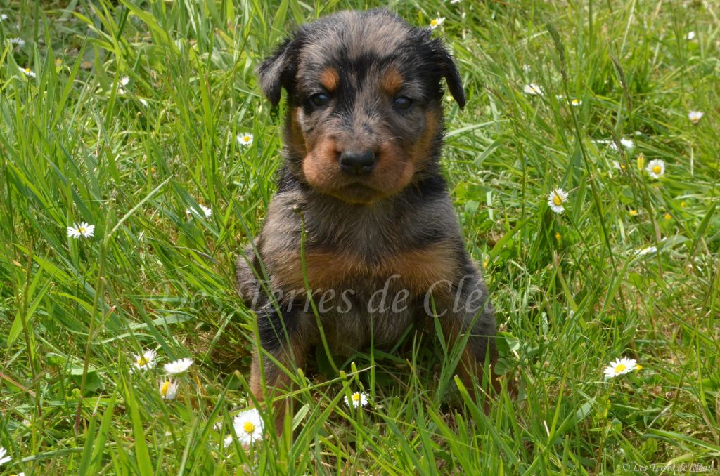 Des Terres De Cléau - Chiots disponibles - Berger de Beauce