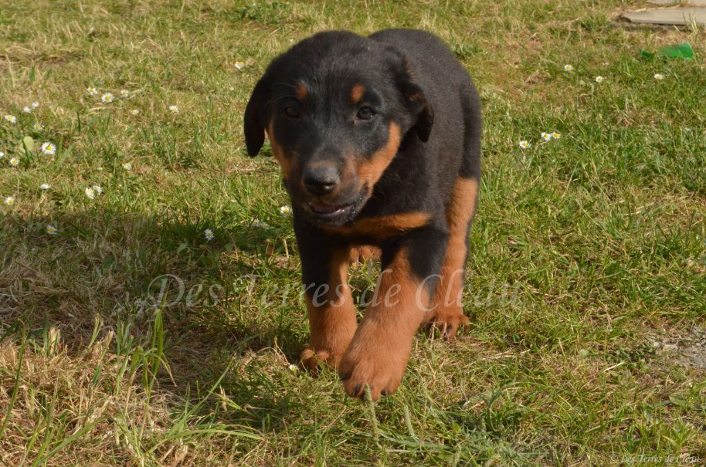 Des Terres De Cléau - Chiots disponibles - Berger de Beauce