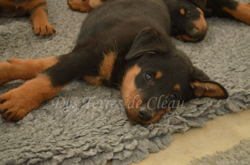 Des Terres De Cléau - Chiots disponibles - Berger de Beauce